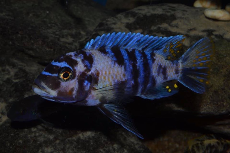 Maylandia zebra 'Masinje'